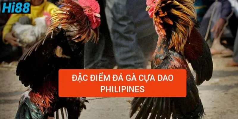 Đá gà cựa dao Philippines, hình thức cược đặc biệt hot nhất 2024 1 dac-diem-da-ga-cua-dao-philippines